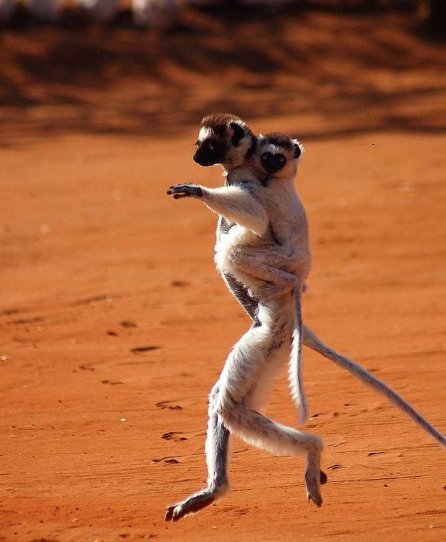 Лучшие фотографии National Geographic за прошедший месяц фото, national geographic, природа