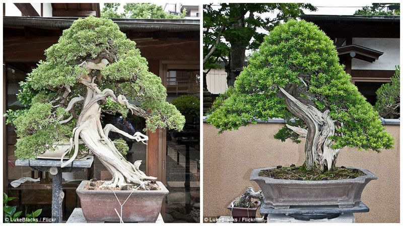 Музей деревьев бонсай в Токио бонсай, дерево, искусство