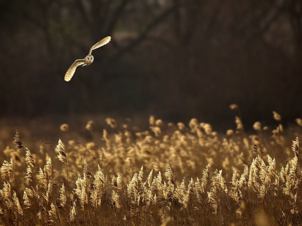 учшие фотографии от National Geographic за февраль 2013 года