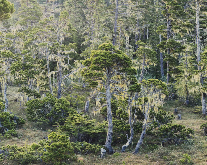 Лес, Аляска, 1993 год. Автор: Christopher Burkett.