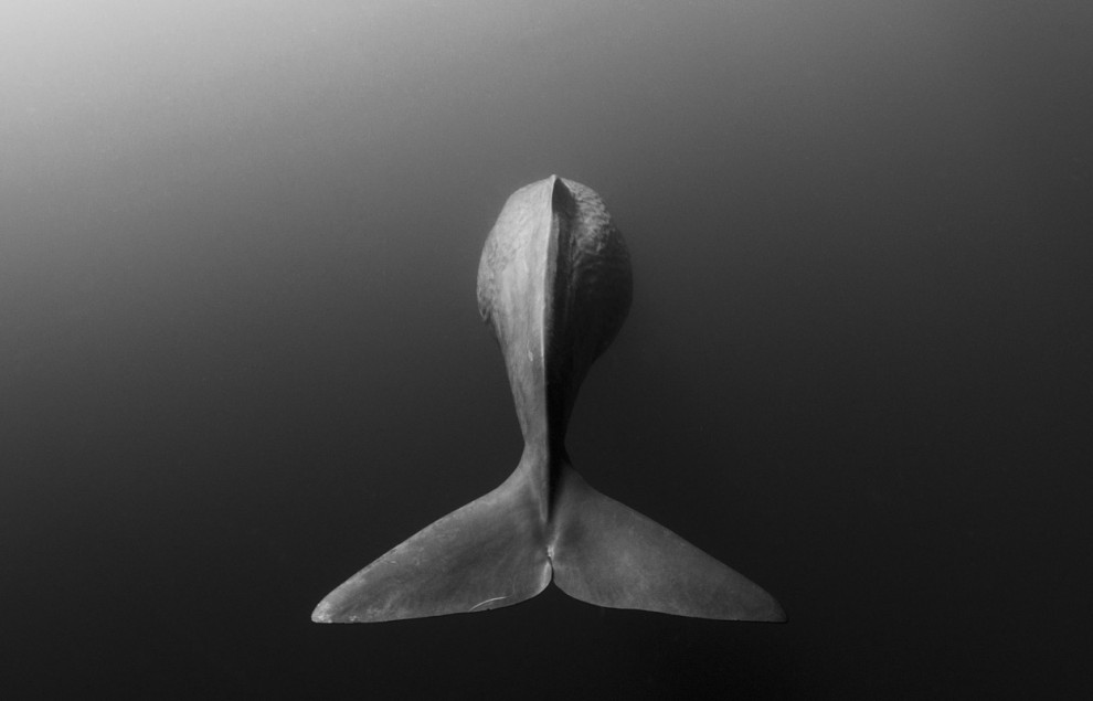 Фотоконкурс National Geographic Photo Contest 2013 (продолжение)
