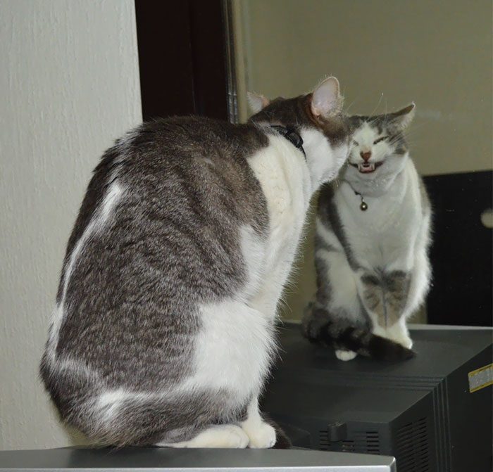 Коты, которые наотрез отказываются вести себя как нормальные животные