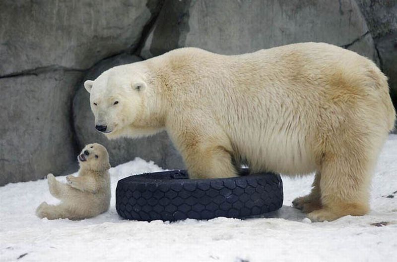 забавные фотографии животных