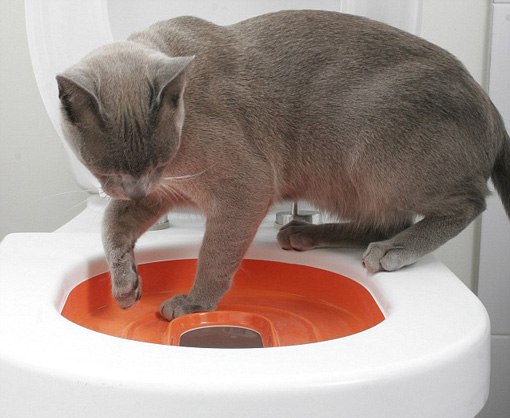 Как приучить котенка к лотку: 8 шагов Как приучить котенка к лотку: 8 шагов