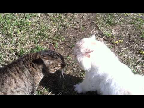 Кот "Боня" ругается матом (жара) Кот "Боня" ругается матом (жара)