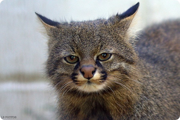 Пампасская кошка (лат. Leopardus pajeros) Пампасская кошка (лат. Leopardus pajeros)