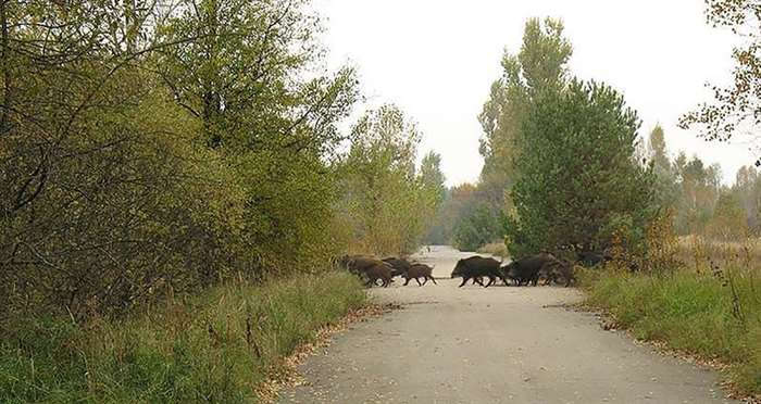Животные правят Чернобылем после ядерной катастрофы Животные правят Чернобылем после ядерной катастрофы