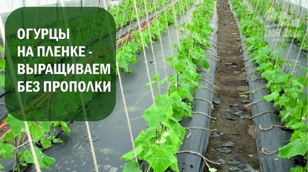 ОГУРЦЫ НА ПЛЕНКЕ