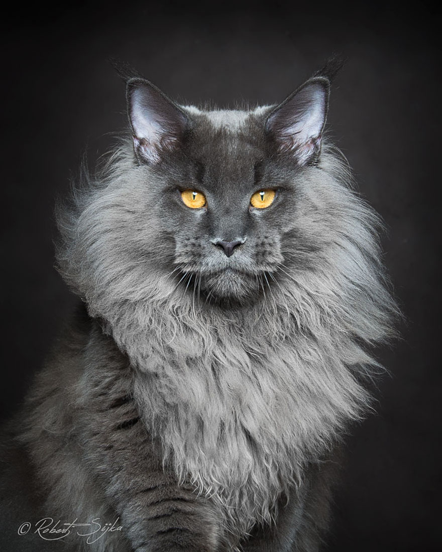 maine-coon-cat-photography-robert-sijka-64-57ad8f2c0277c__880