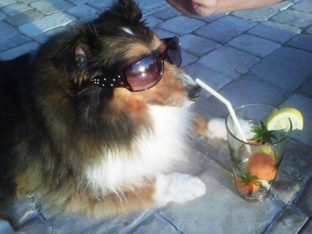 Оставили кота соседу всего на 1-у неделю... Оставили кота соседу всего на 1-у неделю...