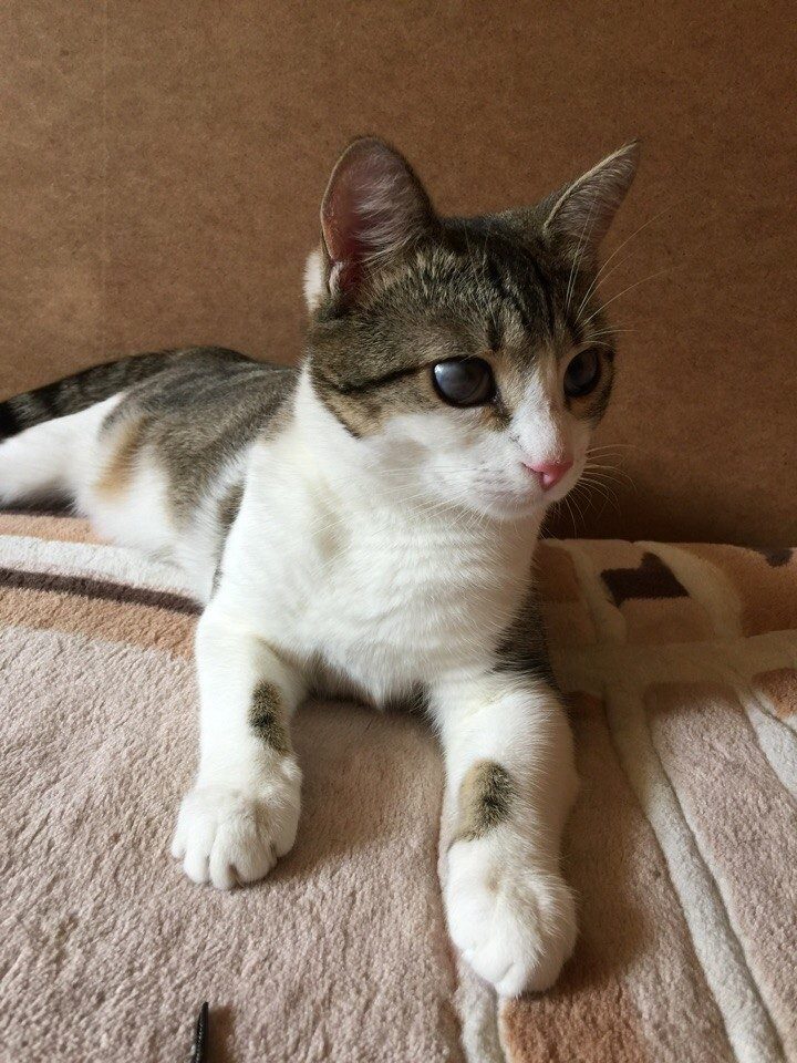 Спасение котёнка