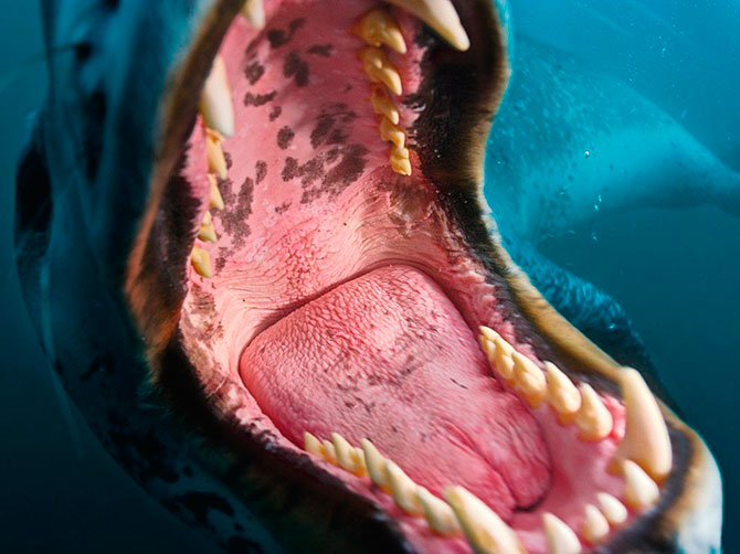 National Geographic:   