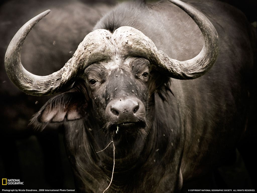    National Geographic