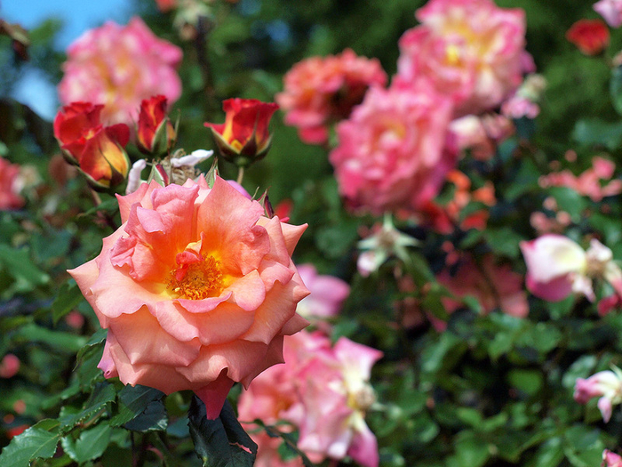 0_d548d_4bcfd638_XL (700x525, 466Kb)