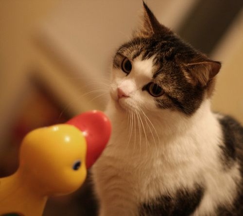 Давайте улыбаться вместе! :) (16 поводов)