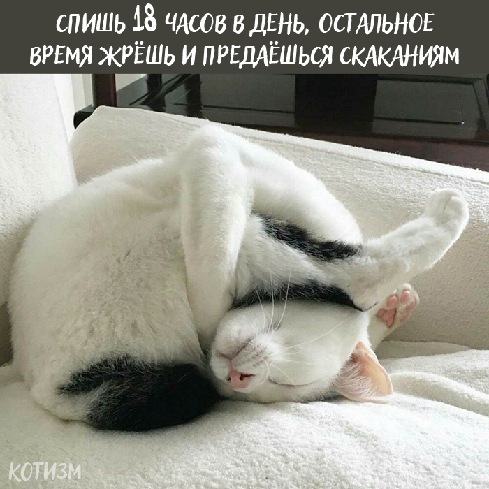 Плюсы быть котом: Кот, Картинка с текстом, Длиннопост