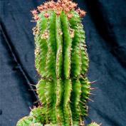 Молочай ощетиненный (Euphorbia horrida) Молочай ощетиненный (Euphorbia horrida)