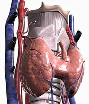 ���������� ������. Glandula thyroidea