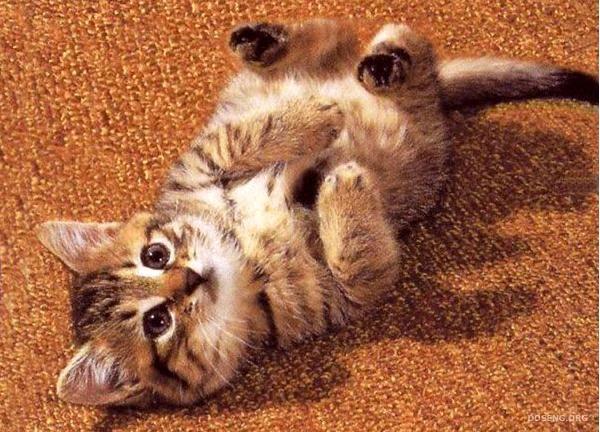 Интересные факты о котах Интересные факты о котах