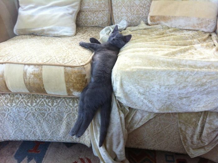 Коты, которые наотрез отказываются вести себя как нормальные животные
