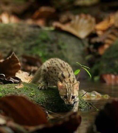 Кошка размером с ладонь