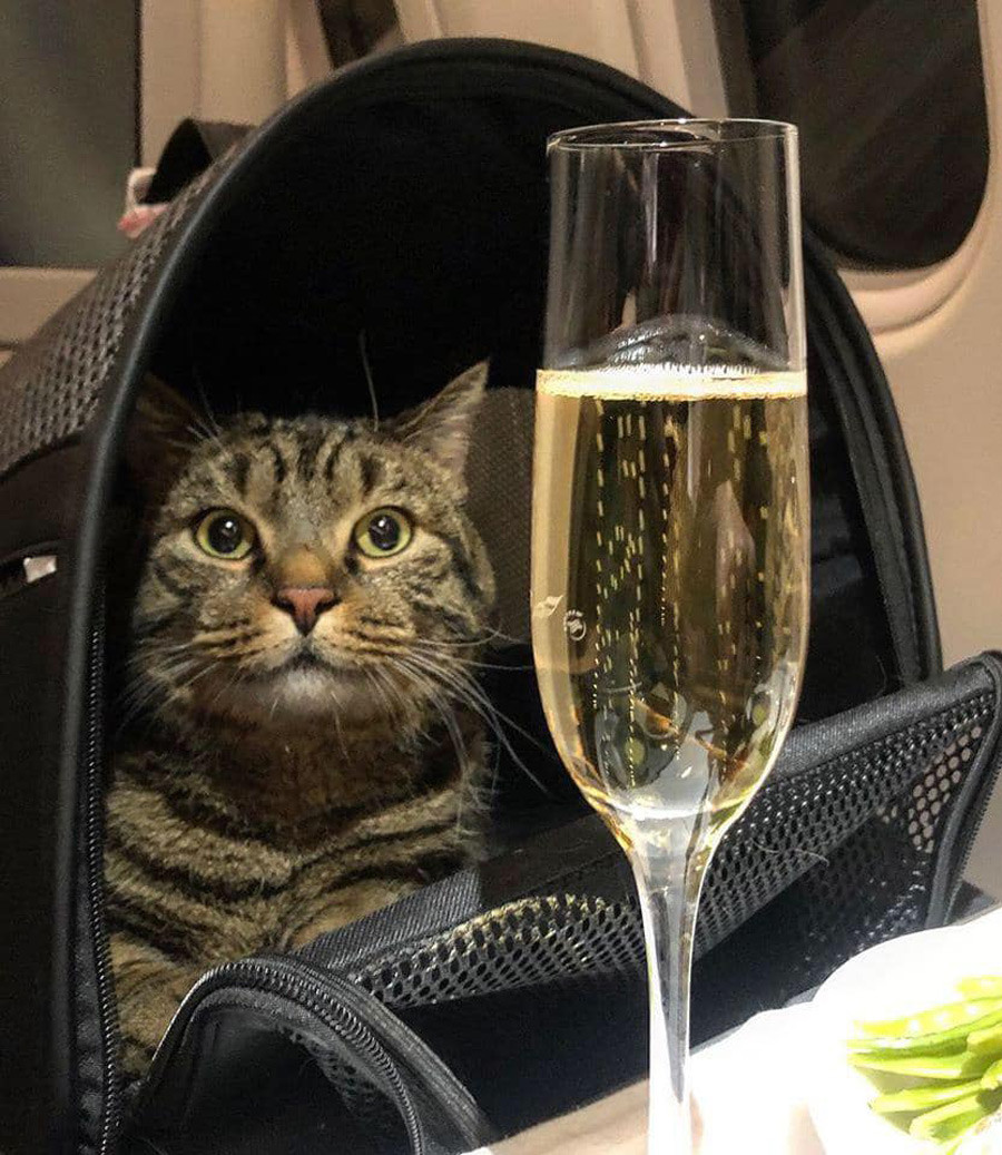Мемы, с которых орнули россияне в 2019