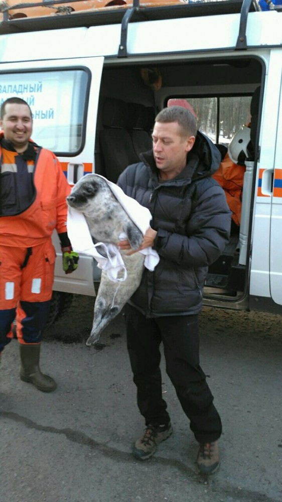 В Финском заливе из рыболовных сетей освободили тюленёнка В Финском заливе из рыболовных сетей освободили тюленёнка