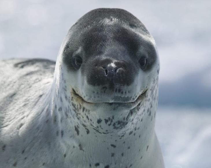 7. Морской леопард 7. Морской леопард животные, природа, факты