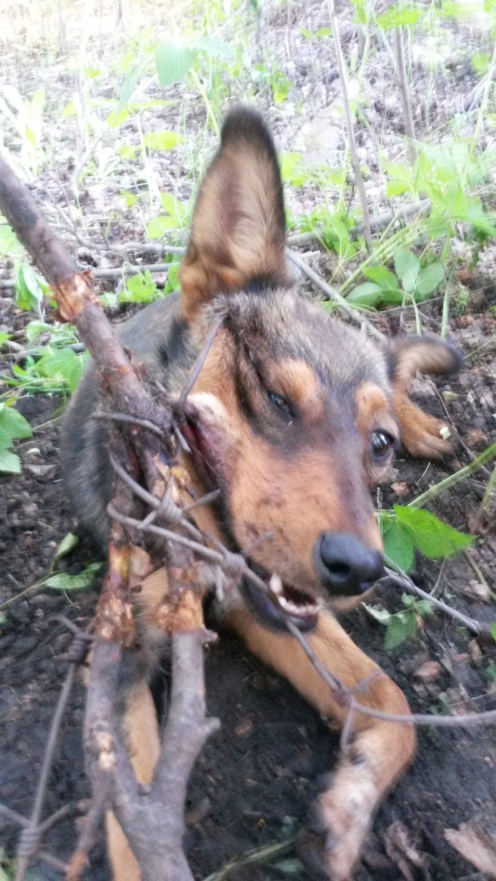 Она неделю провисела на проволоке и плакала на всю округу... Она неделю провисела на проволоке и плакала на всю округу...
