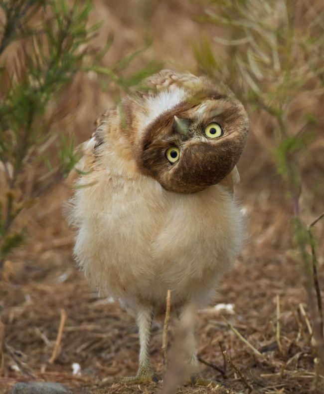 Лучшие фотографии National Geographic за прошедший месяц фото, national geographic, природа