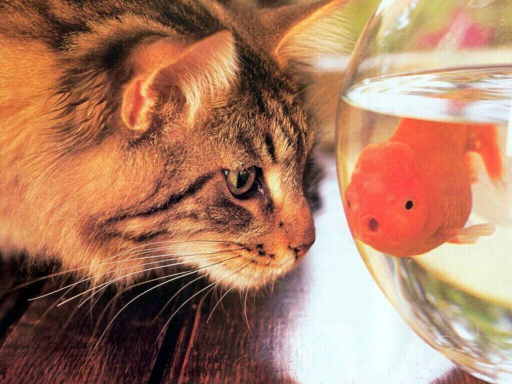 Кошка всегда способна доказать, что не зря ест свой хлеб… Кошка всегда способна доказать, что не зря ест свой хлеб…