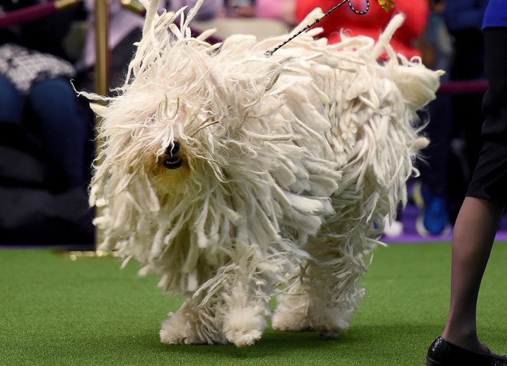 Выставка собак в мире Westminster Kennel Club Dog Show