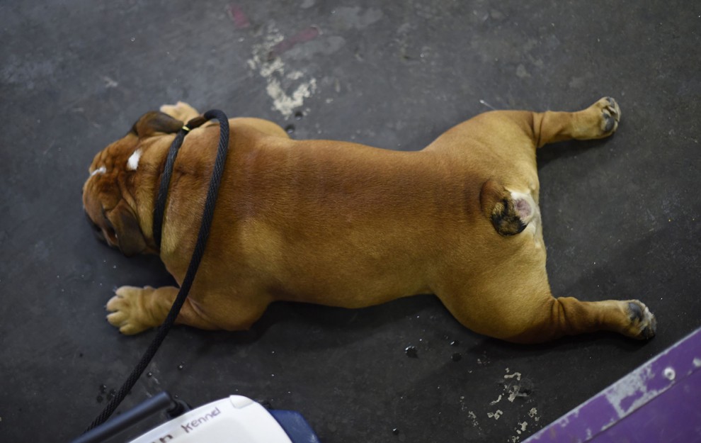 Выставка собак в мире Westminster Kennel Club Dog Show