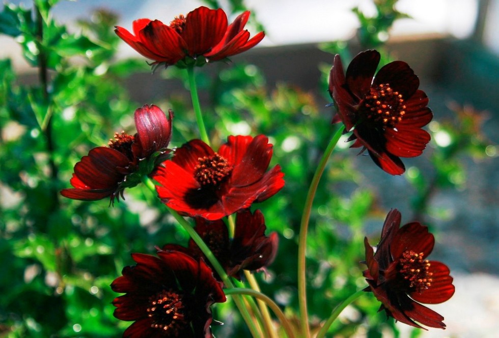 Cosmos atrosanguineus