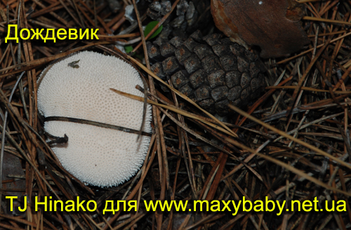Фото грибов дождевик