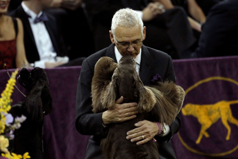 Выставка собак в мире Westminster Kennel Club Dog Show