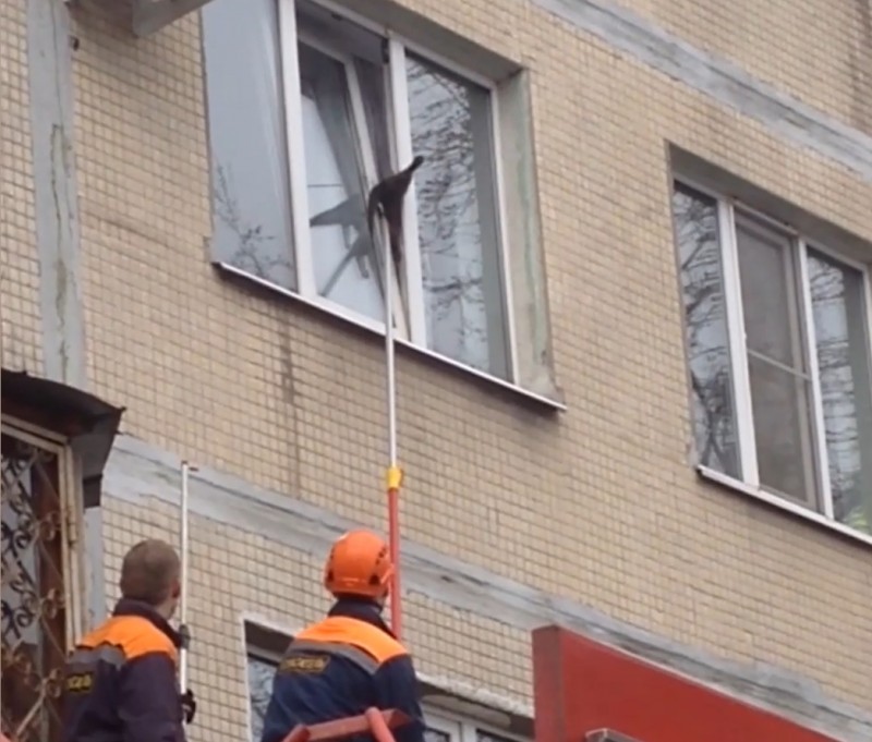 В Петербурге пожарные спасли кота, застрявшего в окне многоэтажки В Петербурге пожарные спасли кота, застрявшего в окне многоэтажки