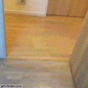 GIF-доказательство, что коты - чертовски весёлые ребята GIF коты юмор