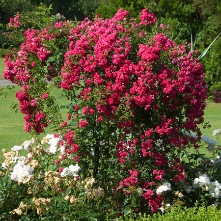4497432_rosesingardeninspiration22 (450x450, 200Kb)