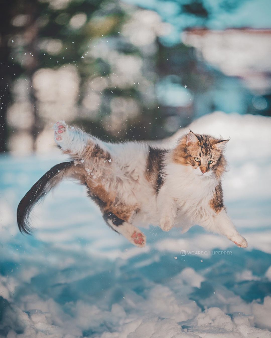 Снимок.JPG Норвежский кот, который гуляет где хочет