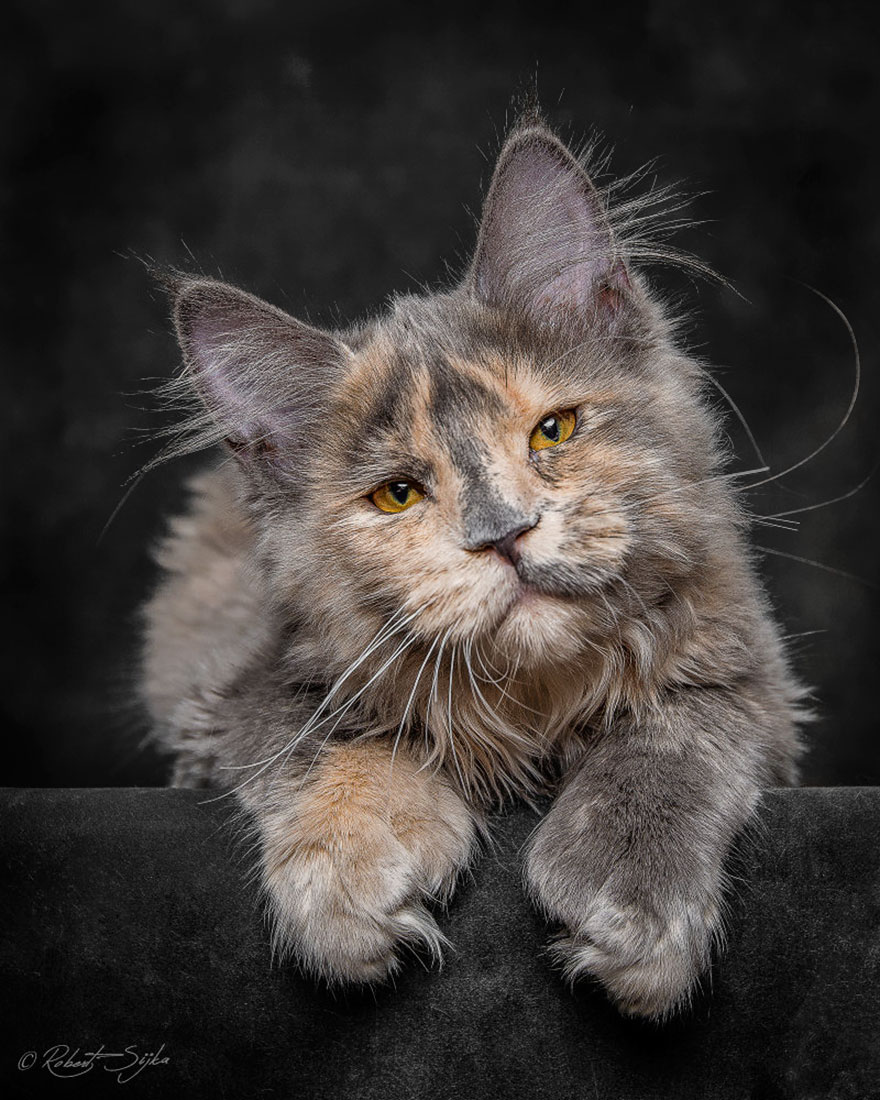 maine-coon-cat-photography-robert-sijka-23-57ad8ee420bcb__880