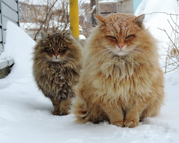 Забавные животные