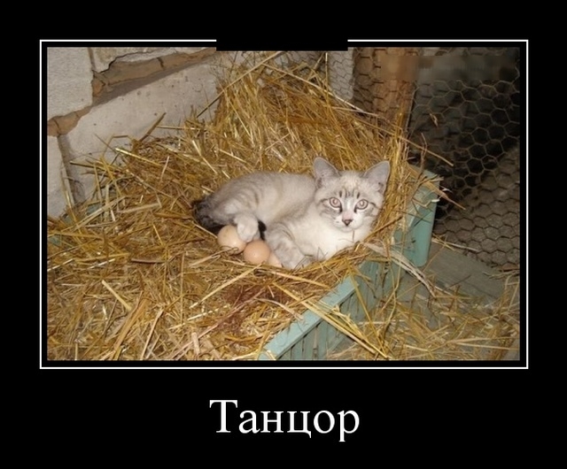 Демотиваторы Демотиваторы