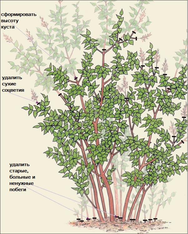 Схема обрезки сирени