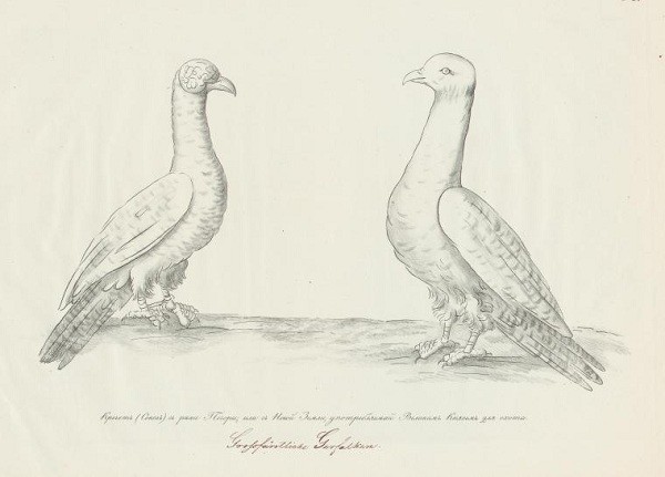 Гол как сокол русские, смысл, фразы