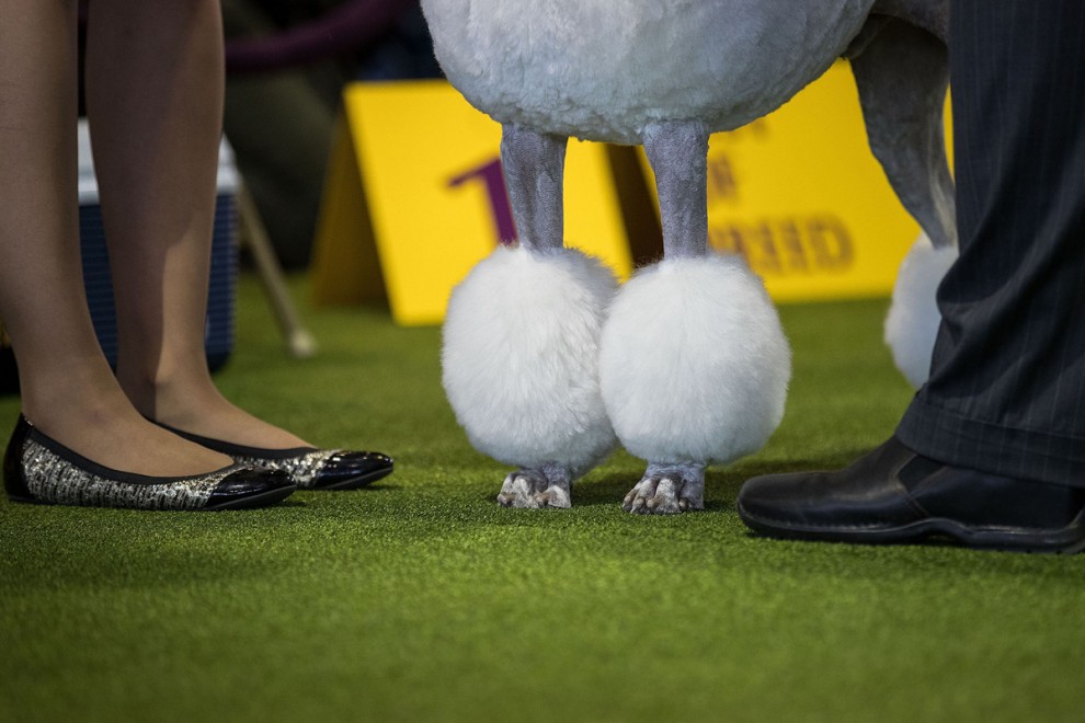 Выставка собак в мире Westminster Kennel Club Dog Show