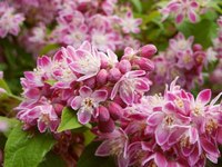 Маломерные кустарники, которые можно посадить на участке