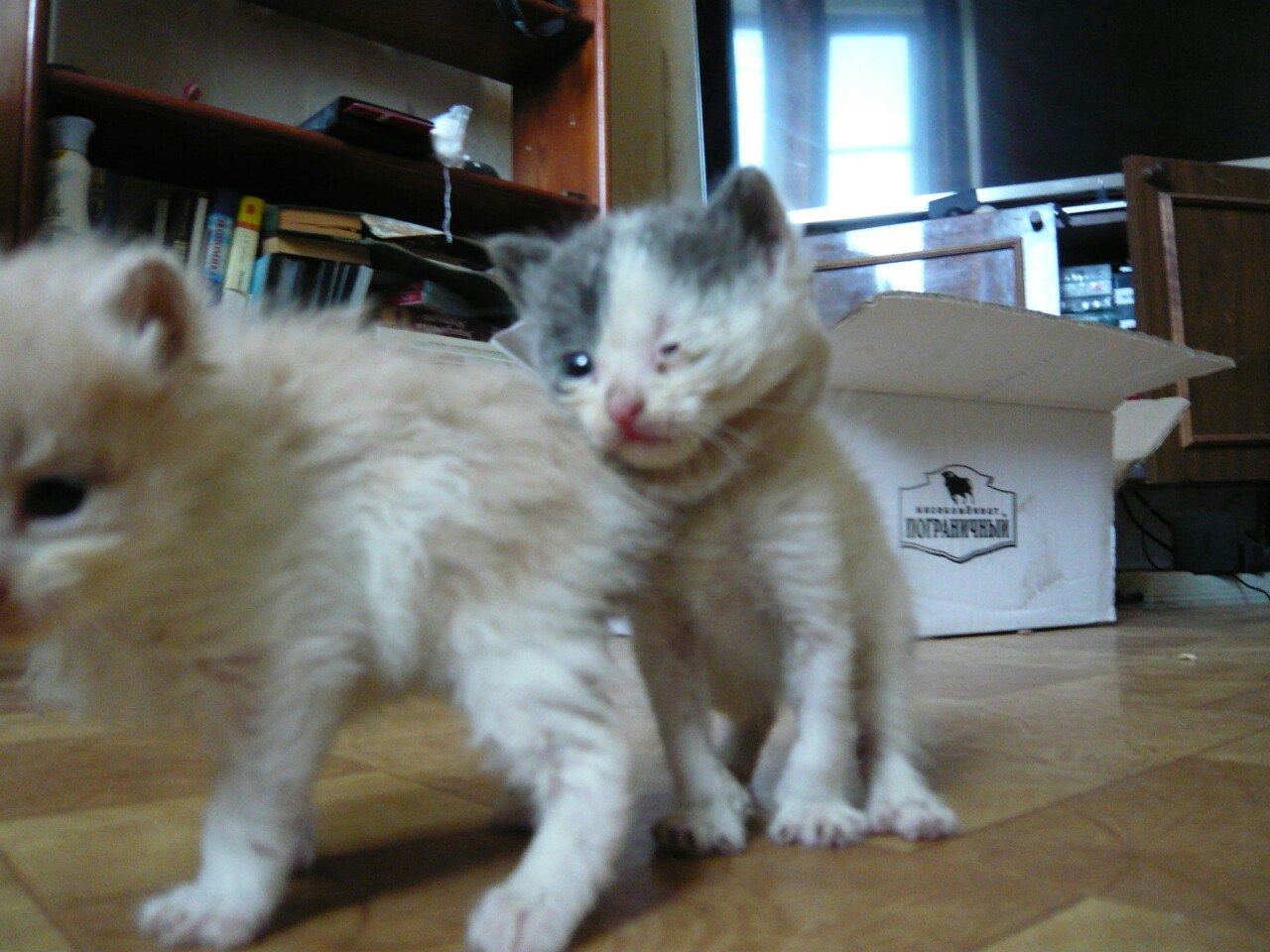 Котята не двигались, и я сначала подумала, что уже поздно, но... Котята не двигались, и я сначала подумала, что уже поздно, но...