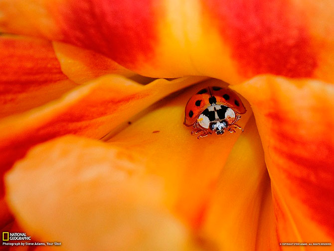 National Geographic:   