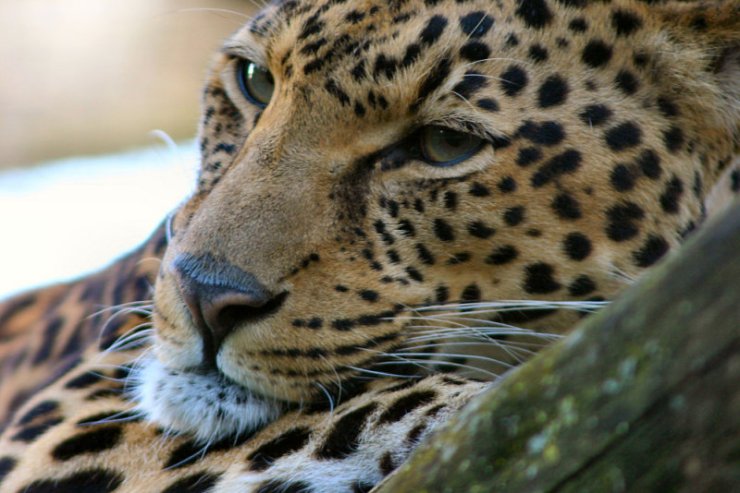 Дикие кошки (27 фото)